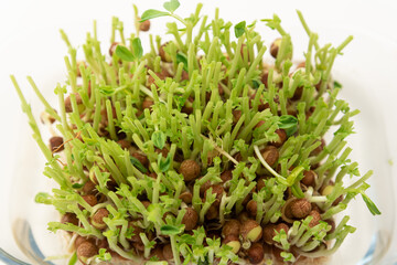 豆苗　再生栽培