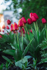 Red tulips with an orange border in the botanical garden on a blurred background in sunset lighting.