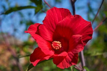 hibiscus flower close up,close up of red chinese hibiscus