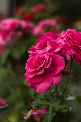 Fragrant pink roses close-up in the botanical garden on a blurred background.