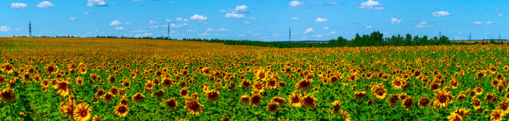 ..Endless Sunflowers field. Summer sunset outdoors landscape. field of blooming sunflowers Summertime panorama landscape. Picture of beautiful yellow sunflowers