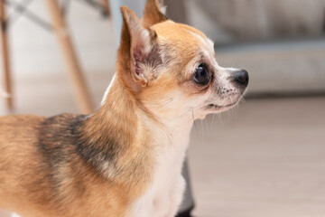 Emotional grimaces of a puppy in the frame while eating. Funny little chihuahua.