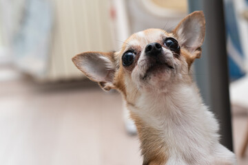 Emotional grimaces of a puppy in the frame while eating. Funny little chihuahua.