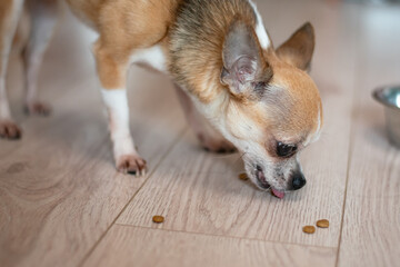 Emotional grimaces of a puppy in the frame while eating. Funny little chihuahua.