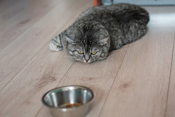 A large, well-fed British lazy cat lies next to the food.  The kitten is depressed and sad, does...