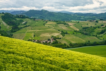 Vineyards in Oltrepo Pavese, italy, at springtime