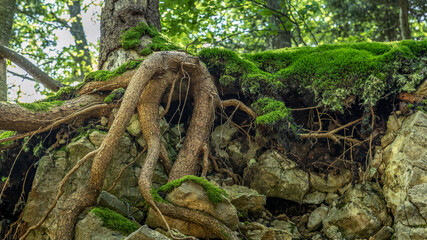 Swiss Jura mountains high up on the Belchenfluh