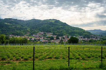 Fototapeta na wymiar Lavender and vineyards near Godiasco, Pavia, Italy