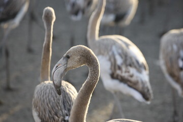 
young flamingos in a group in their early days