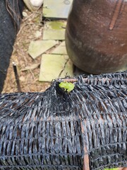 traditional thai food