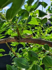 leaves in the garden