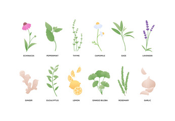 Aromatherapy and herbal medicine concept. Vector flat illustration set. Collection of different dryed herb leaves isolated on white background. Design element