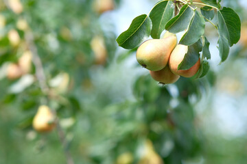 Pears on the tree. Close-up of a pear with leaves. Blurred background of branches with fruits.