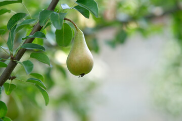 Pears on the tree. Close-up of a pear with leaves. Blurred background of branches with fruits.