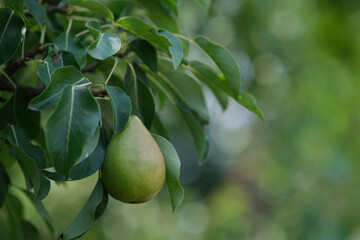 Pears on the tree. Close-up of a pear with leaves. Blurred background of branches with fruits.