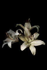 Three white flowers lilies with dew drops isolated on black background.