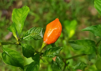 Ghost pepper in natural environment