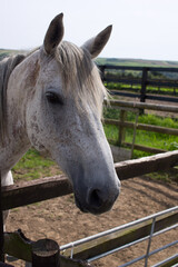Portrait of a white grey horse looking over a fence