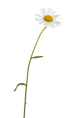 Side view of Oxeye Daisy aka Leucanthemum vulgare. Single flower on stem. Isolated on a white background.