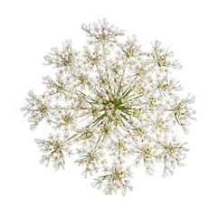 Top view of Queen Anne's Lace aka Daucus carota umbel flower. isolated on white background. - obrazy, fototapety, plakaty