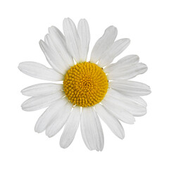 Top view of Oxeye Daisy aka Leucanthemum vulgare. Single flower on stem. Isolated on a white background.