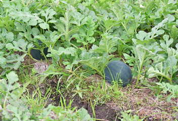 Water melon in green color growth fresh on the tree at the field