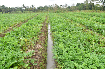 Fototapeta na wymiar Water melon plants growth at the big plantation 