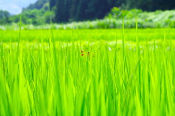 トンボと夏休み © hamatti