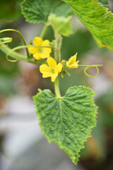 Close up of honey melon flowers in yellow color