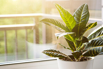 Croton or Codiaeum in a white flower pot stands on the windowsill. Home plants care concept..