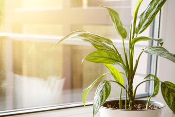 Aglaonema plant in a white pot stands on the windowsill..