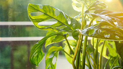 Monstera Monkey Mask or obliqua or Adansonii stands on the windowsill. Home plants care concept.
