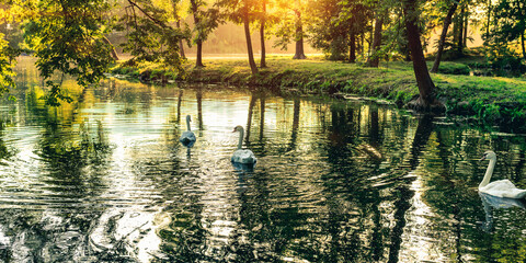 Beautiful sunset landscape in a city park with white swans. Gatchina, Russia, Gatchina Park
