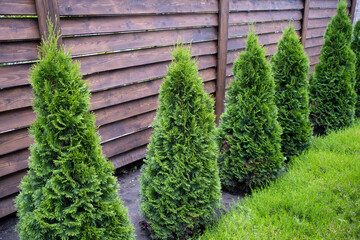 Beautiful young green thuja on the background of a wooden fence