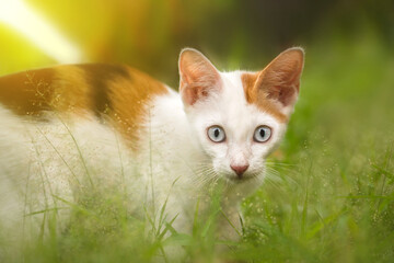 Close-up portrait of white and brown domestic cat through green grass of domestic plants. Cat and plants. Image for veterinary clinics, sites about cats