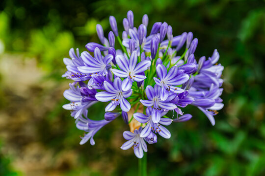Common agapanthus, (Agapanthus praecox), with green leaves background
