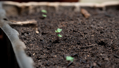 Choy yu sum seedlings growing in nursery bed