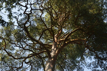 The flora and fauna in the landscapes of Öland in Kalmar region of Sweden, Scandinavia © ChrisOvergaard