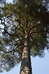 Fototapeta premium The flora and fauna in the landscapes of Öland in Kalmar region of Sweden, Scandinavia