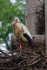 Storks and their nest in Strasbourg. Storks are symbol of Alsace region.
