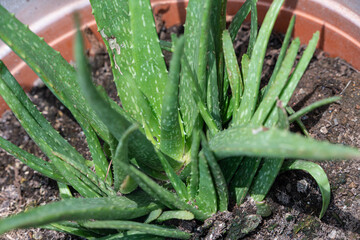 Obraz premium Aloe vera plant growing in a pot