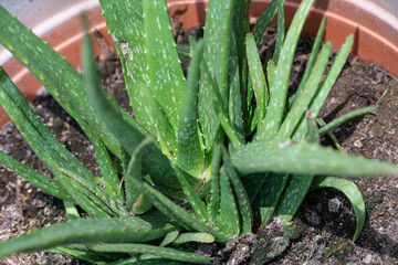 Aloe vera plant growing in a pot