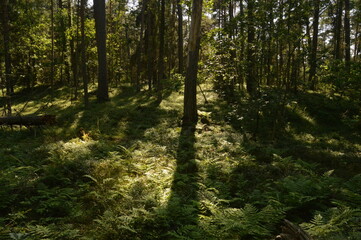 The flora and fauna in the landscapes of Öland in Kalmar region of Sweden, Scandinavia © ChrisOvergaard
