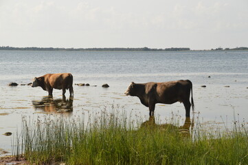 The flora and fauna in the landscapes of Öland in Kalmar region of Sweden, Scandinavia © ChrisOvergaard