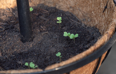Pak Choi seedlings in a container with potting mix