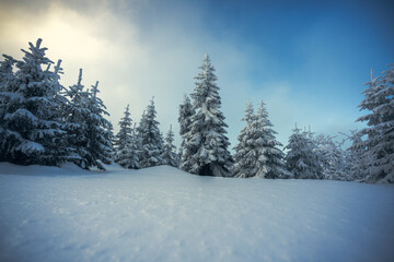 winter in the national park with frozen forest and snow powder on the ground