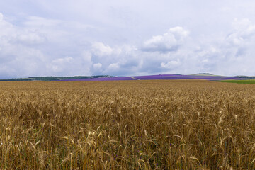 Grain field at the day light with blue sky