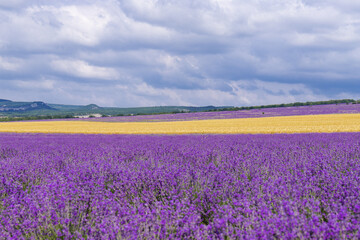 Fototapeta na wymiar A field of lavender and a field of wheat on a Sunny summer day