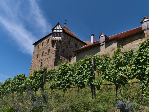 Low angle view of historic castle Burg Wildeck (built ca. 12th century) with stone wall in Abstatt, Baden-Württemberg, Germany on sunny summer day with green colored vineyards and flowers in front.