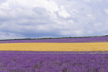 Fototapeta na wymiar A field of lavender and a field of wheat on a Sunny summer day